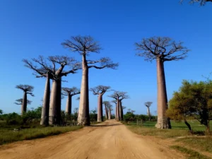 Allée des Baobabs, Morondava