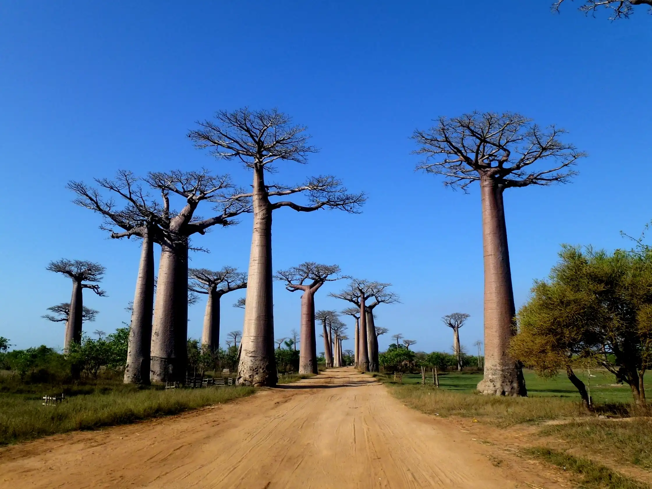 Allée des Baobabs, Morondava