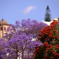 Jacaranda et flamboyant à Antananarivo