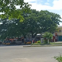 Bois sacré Majunga