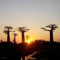 Coucher de soleil, Allée des Baobabs, Morondava