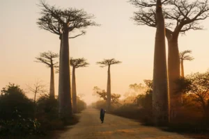 L'allée des Baobabs, Morondava